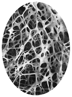 Osseous tissue — human bone