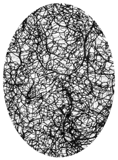 Loofah — plant fiber