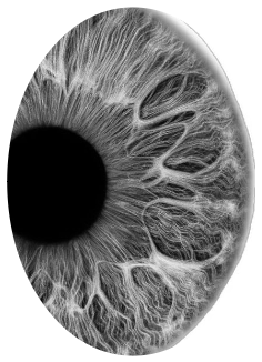 Retina — human eye